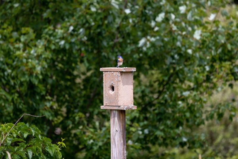 Birdhouse Village