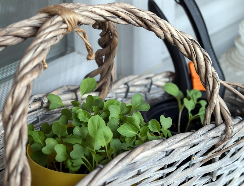 Container Gardening
