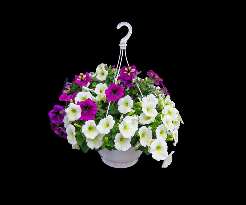 Hanging Gardens